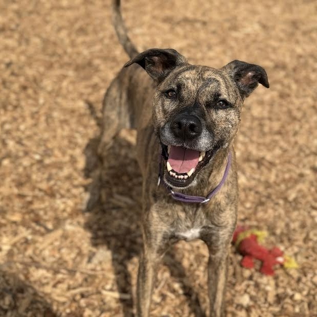 Amy - "Good news! A kind soul has fully sponsored my adoption fee-I'm ready to find my forever home."