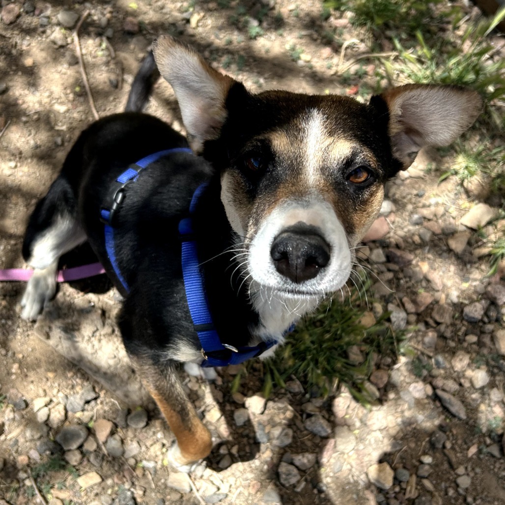 Sibby - Loves People & Treats