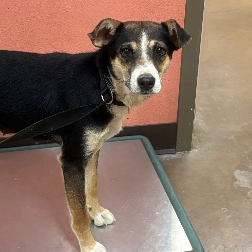 Sibby - Loves People & Treats
