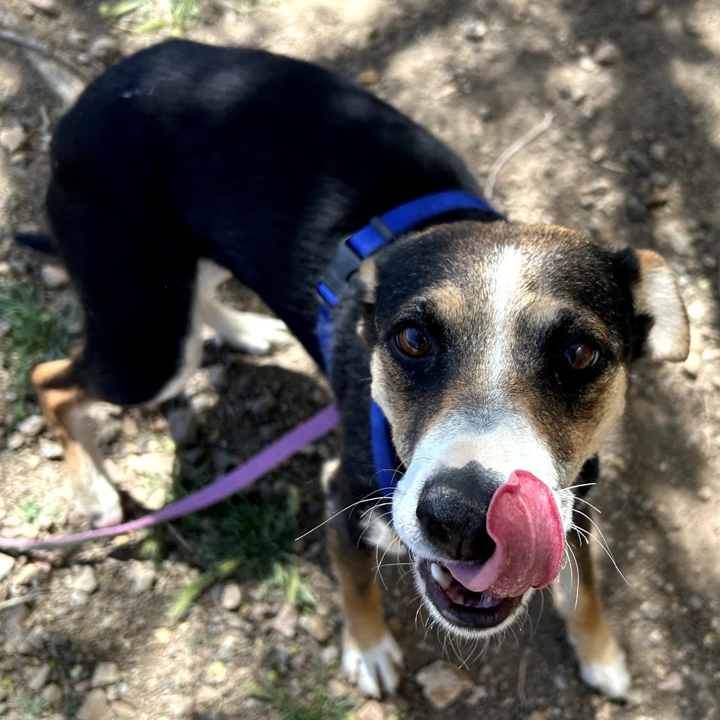 Sibby - Loves People & Treats