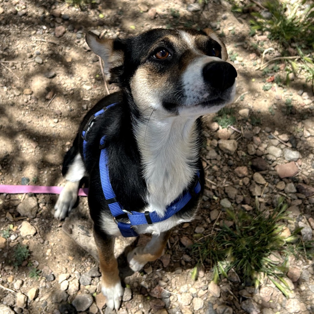 Sibby - Loves People & Treats