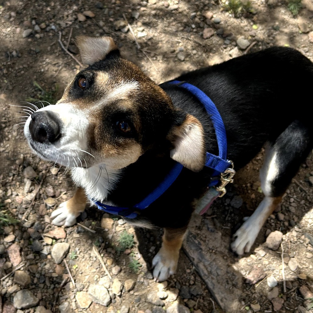 Sibby - Loves People & Treats
