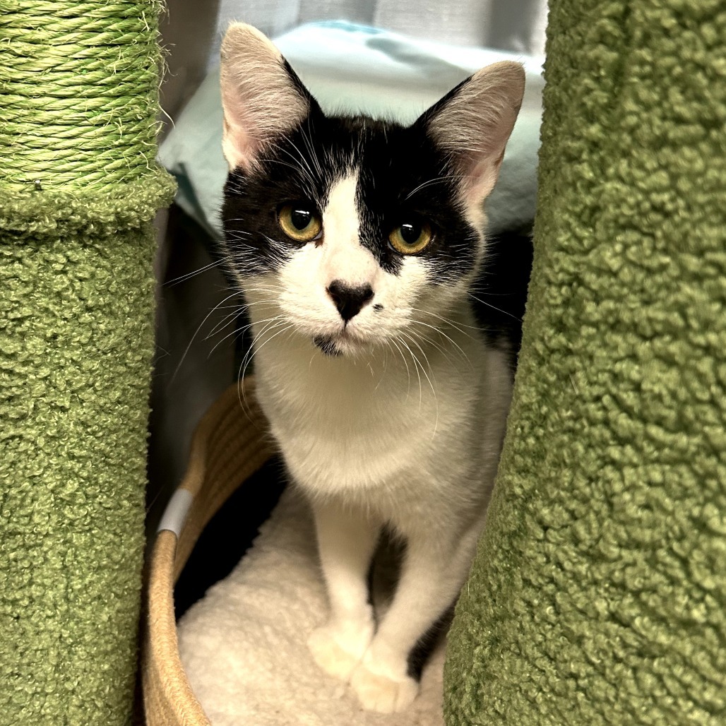 Pita w/ Pumpernickel - Cute & gentle kitten!