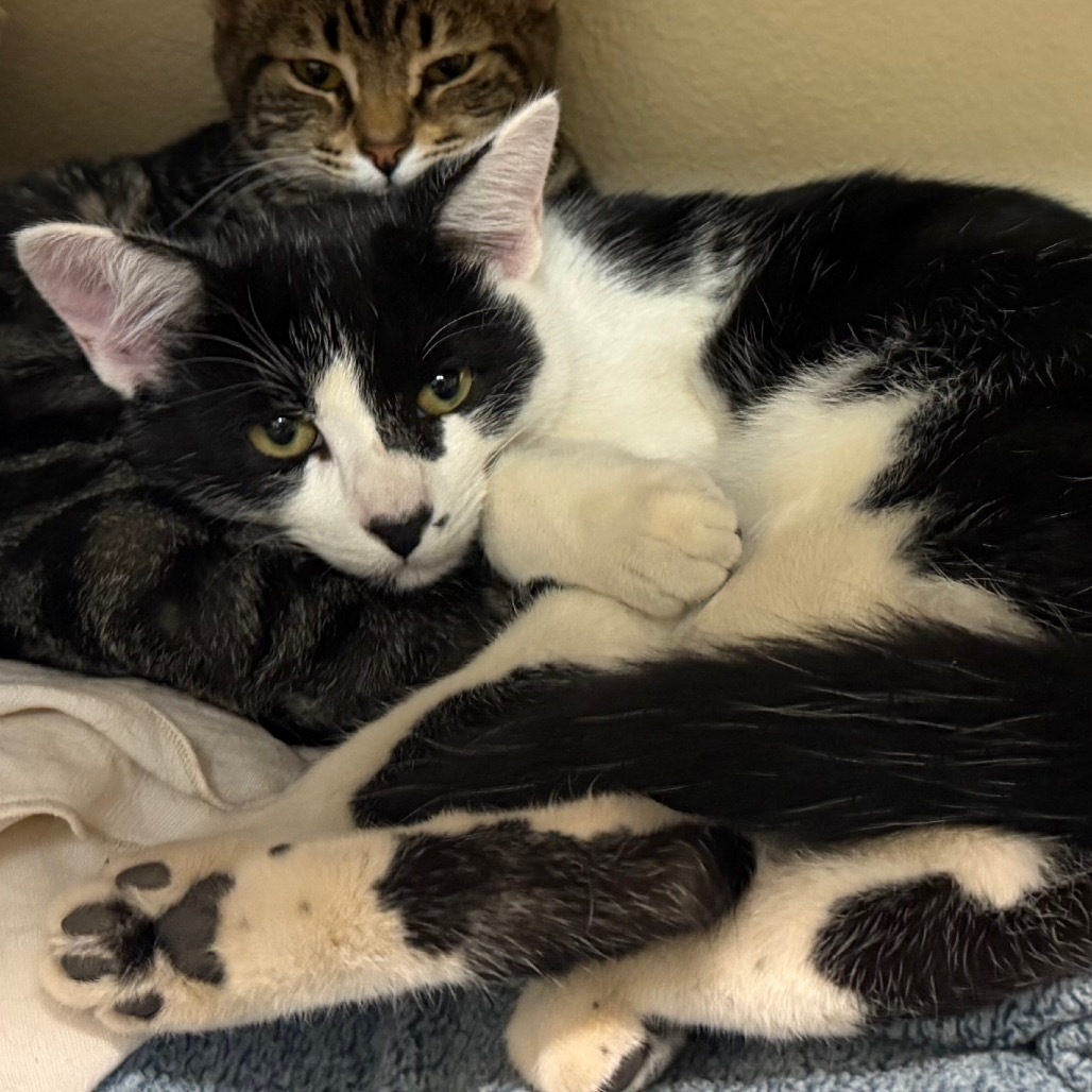 Pita w/ Pumpernickel - Cute & gentle kitten!
