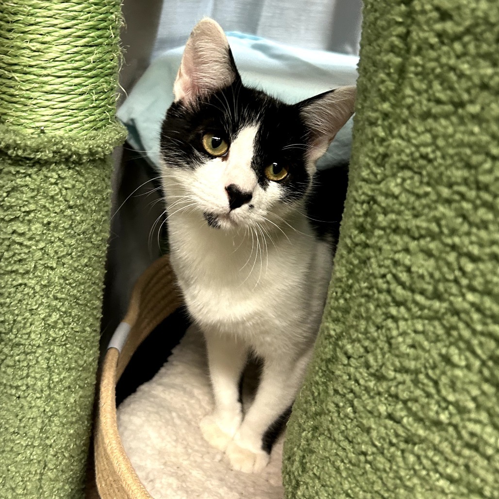 Pita w/ Pumpernickel - Cute & gentle kitten!