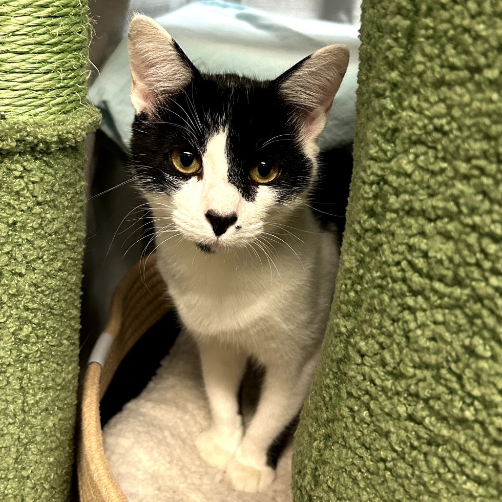 Pita w/ Pumpernickel - Cute & gentle kitten!