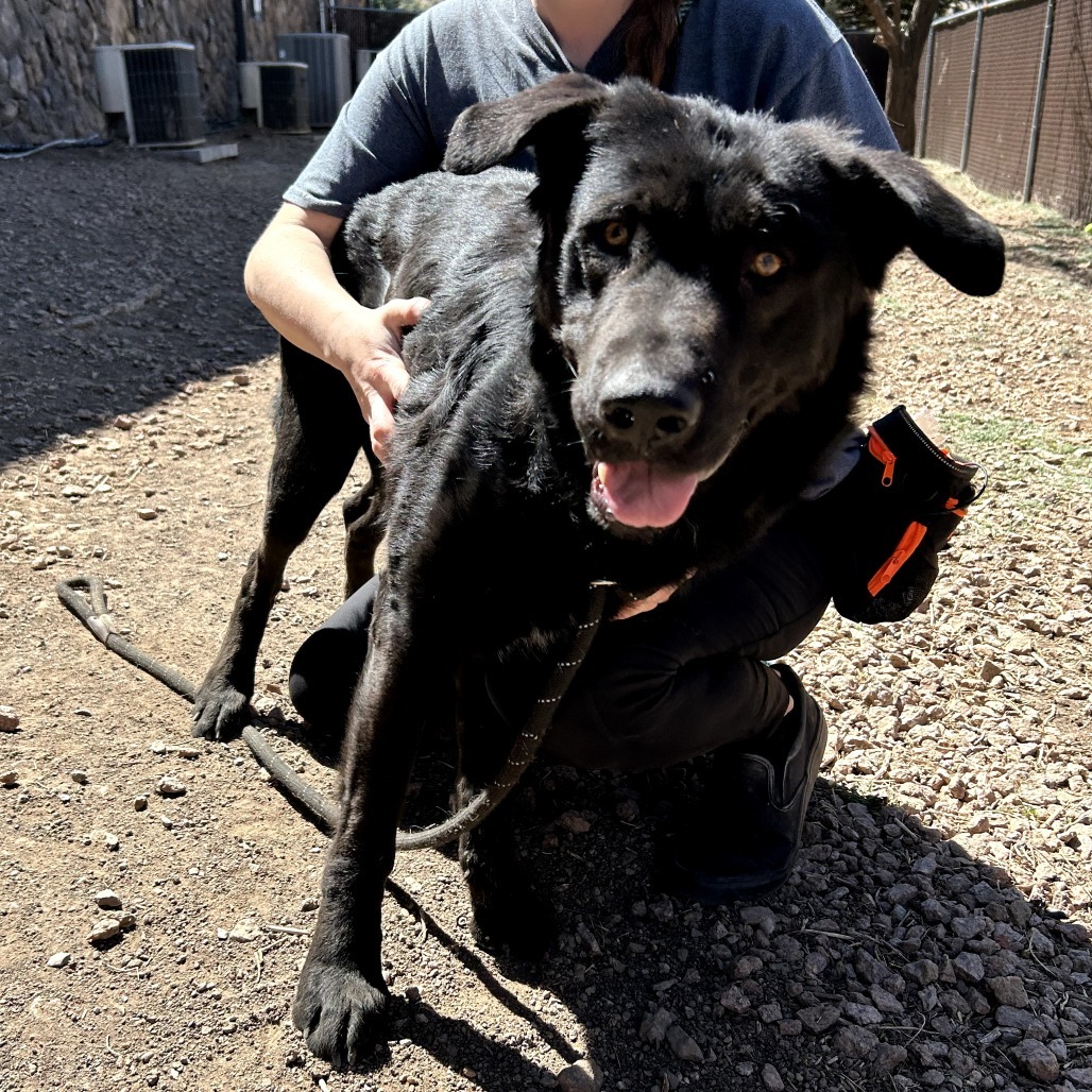 River - Loves Treats & Dog Friendly!