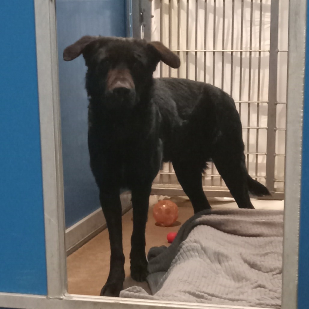 River - Loves Treats & Dog Friendly!