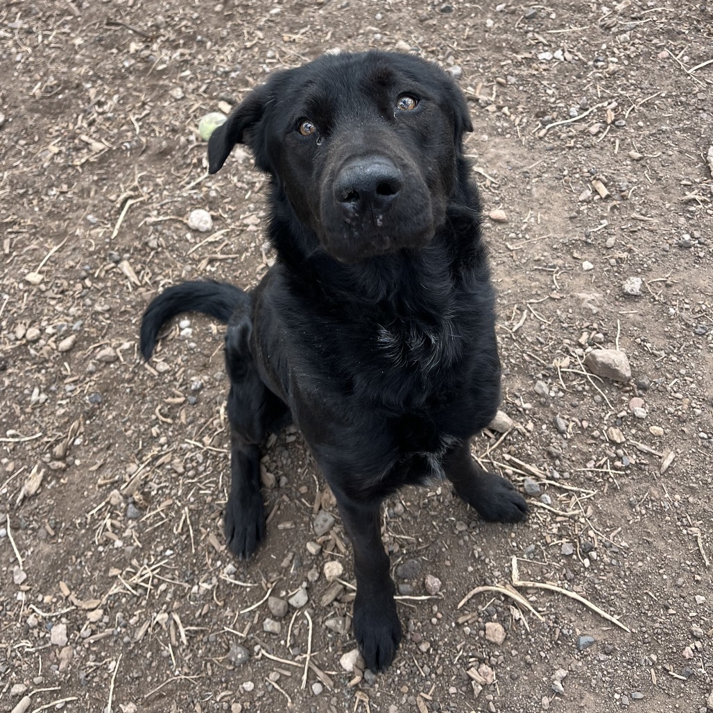 River - Loves Treats & Dog Friendly!