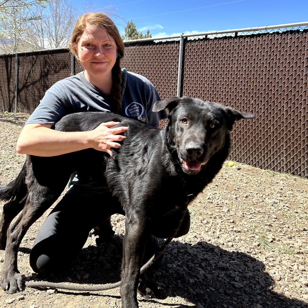 River - Loves Treats & Dog Friendly!