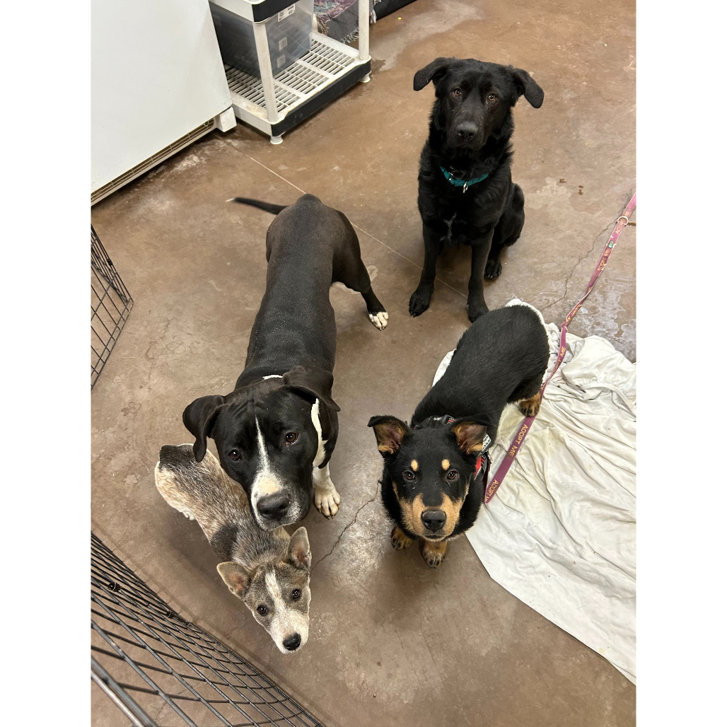 River - Loves Treats & Dog Friendly!