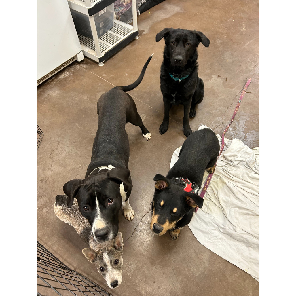 River - Loves Treats & Dog Friendly!