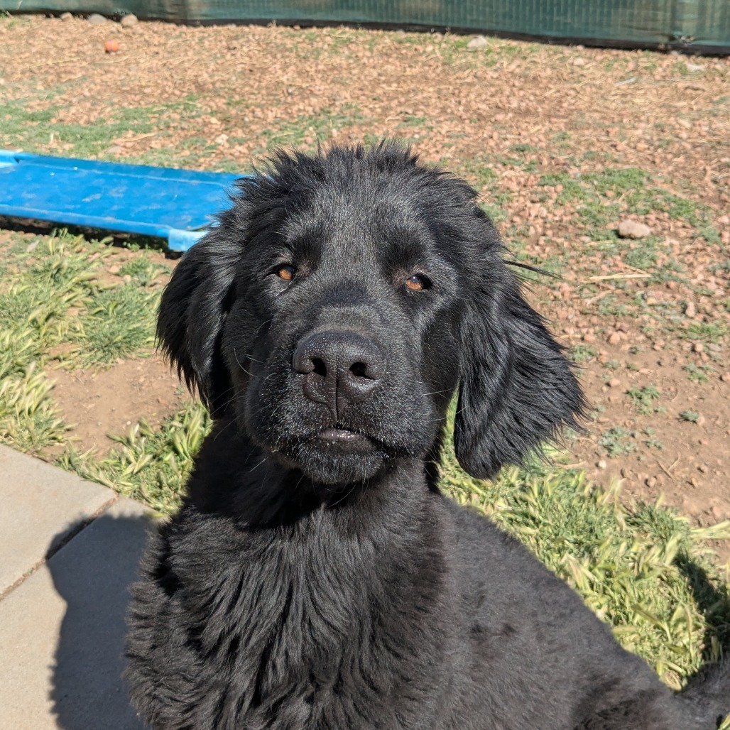 Peter Quill - Loves Treats & Dogs! Adopt $350