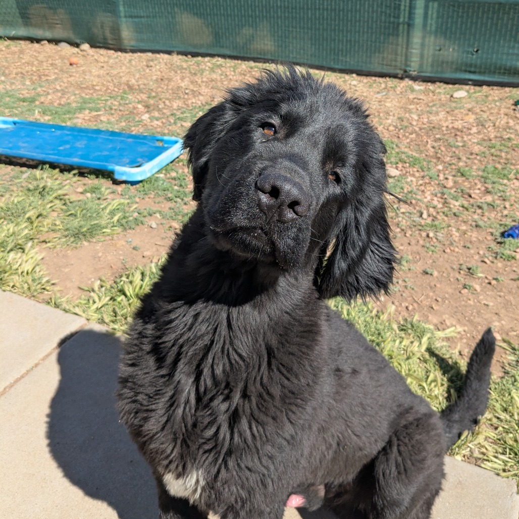 Peter Quill - Loves Treats & Dogs! Adopt $350