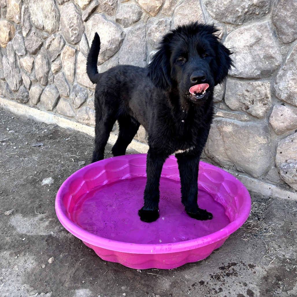 Peter Quill - Loves Treats & Dogs! Adopt $350