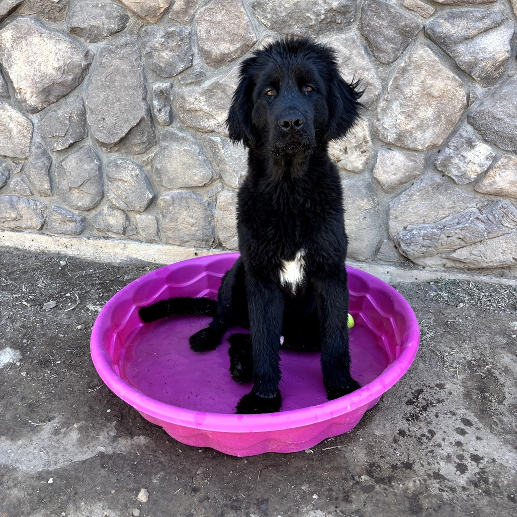 Peter Quill - Loves Treats & Dogs! Adopt $350