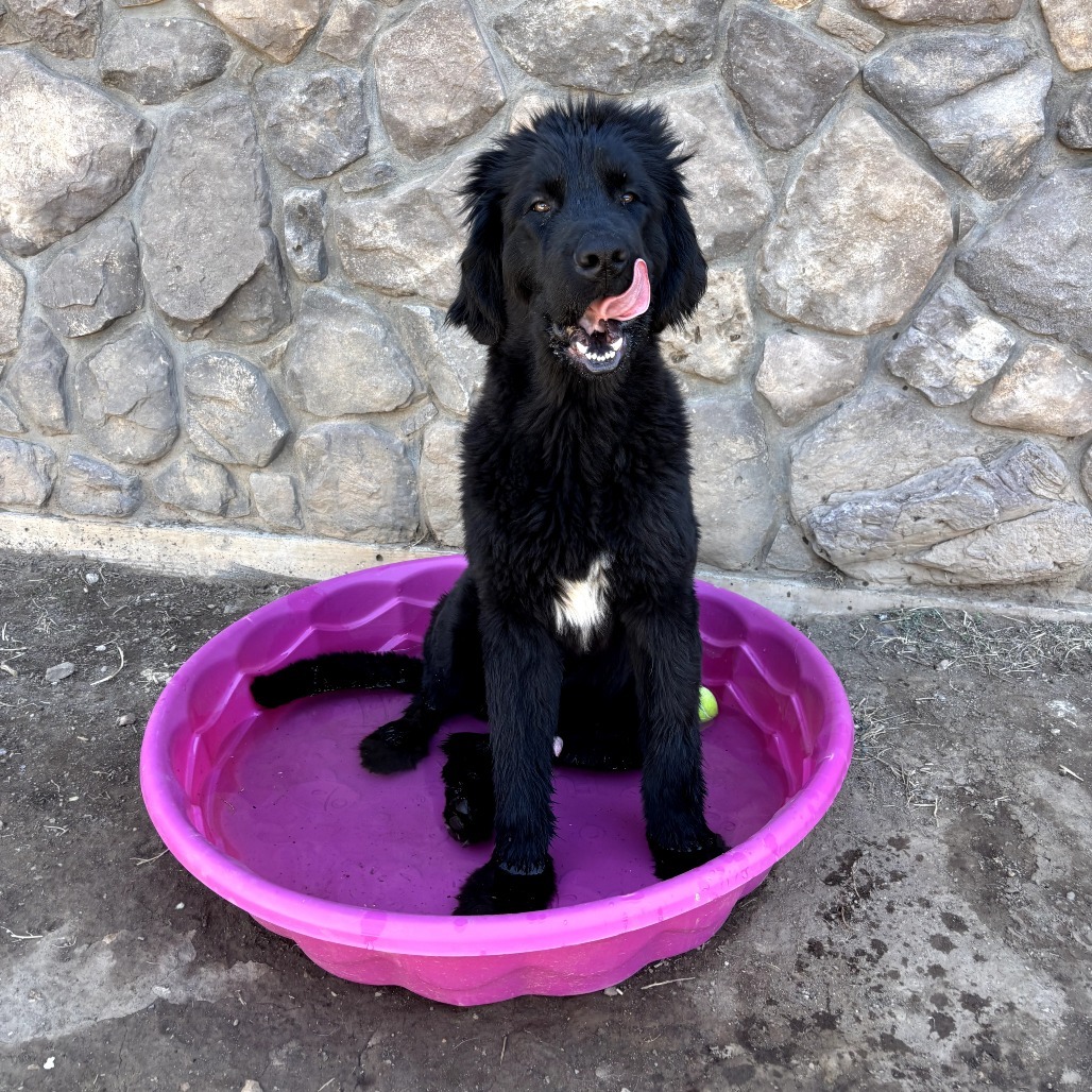 Peter Quill - Loves Treats & Dogs! Adopt $350