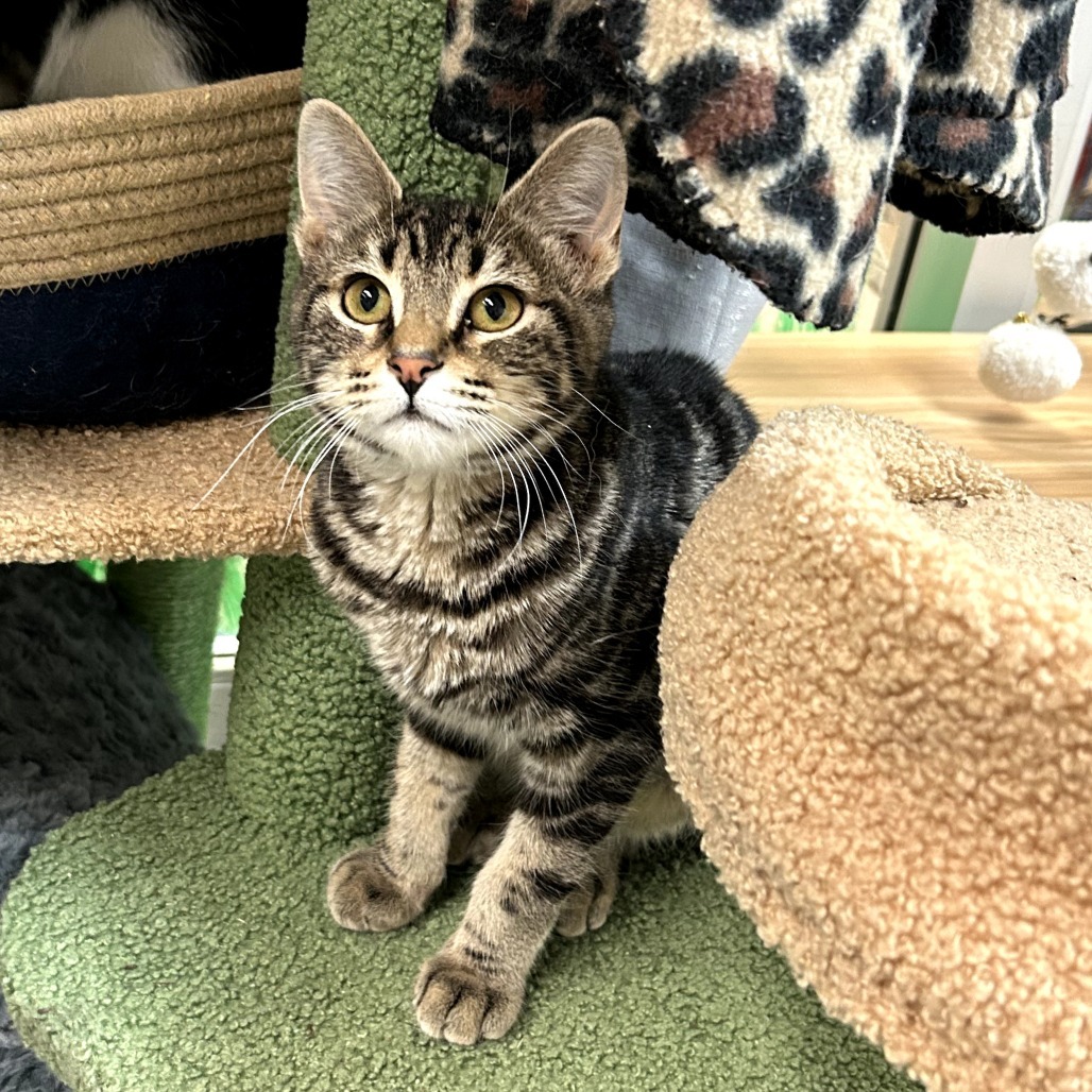 Pumpernickel w/ Pita - Playful cutie!