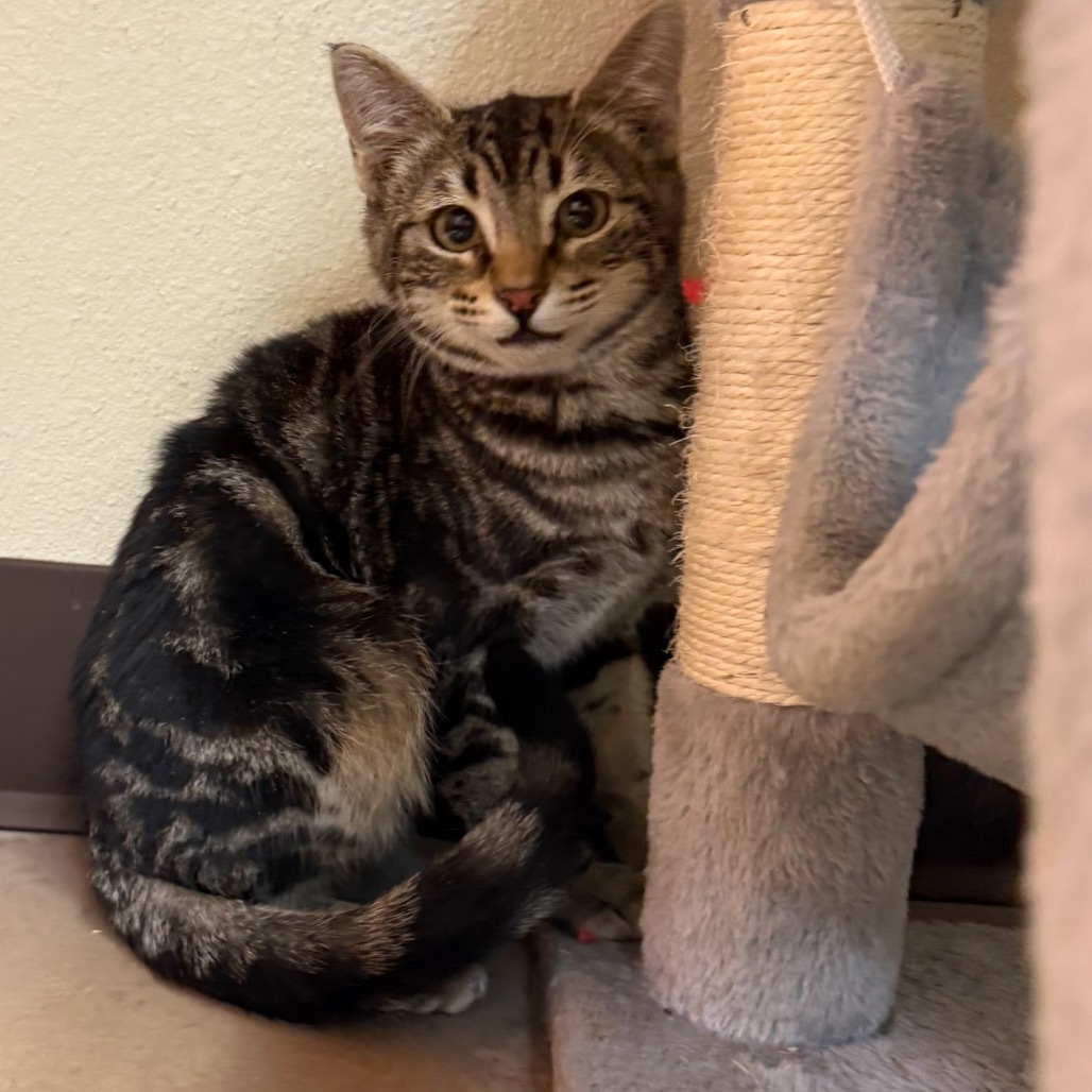 Pumpernickel w/ Pita - Playful cutie!