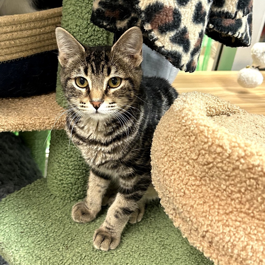 Pumpernickel w/ Pita - Playful cutie!