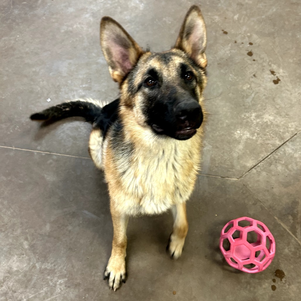 Aleta - Loves Dog & Treats