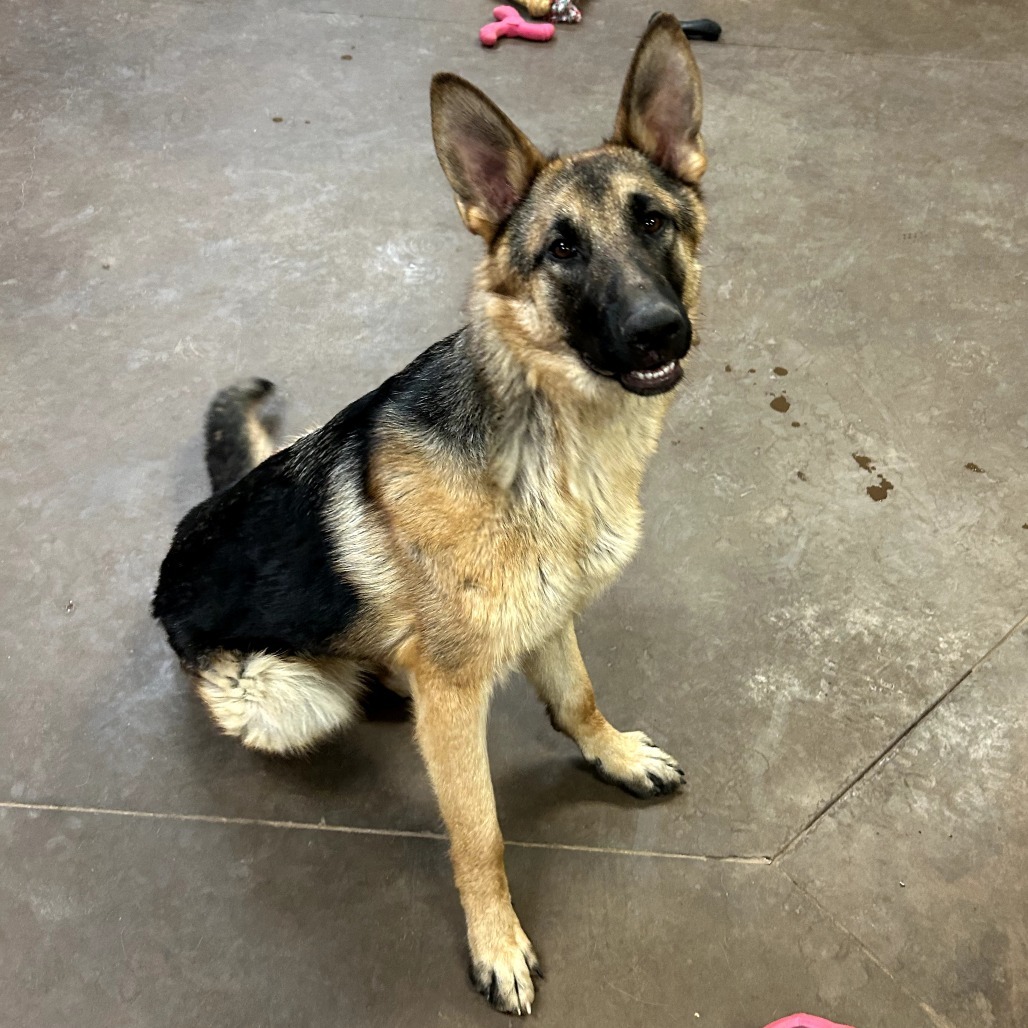 Aleta - Loves Dog & Treats