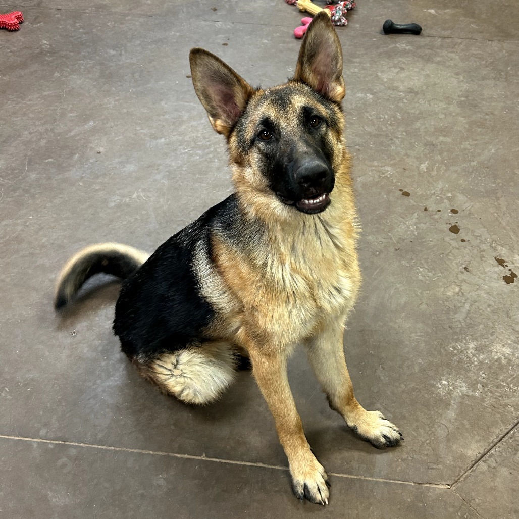 Aleta - Loves Dog & Treats