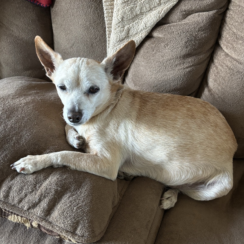 Buddy - Sweet senior! Small dog alert! Good w/ Cats & Dogs!