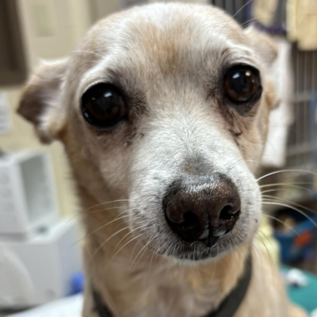 Buddy - Sweet senior! Small dog alert! Good w/ Cats & Dogs!