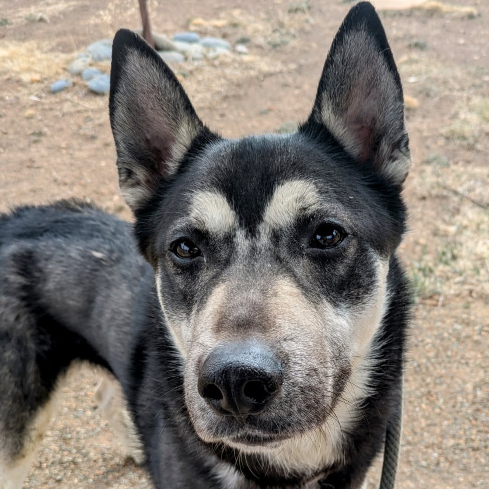 Cosmo - Loves Treats & Is Playful!