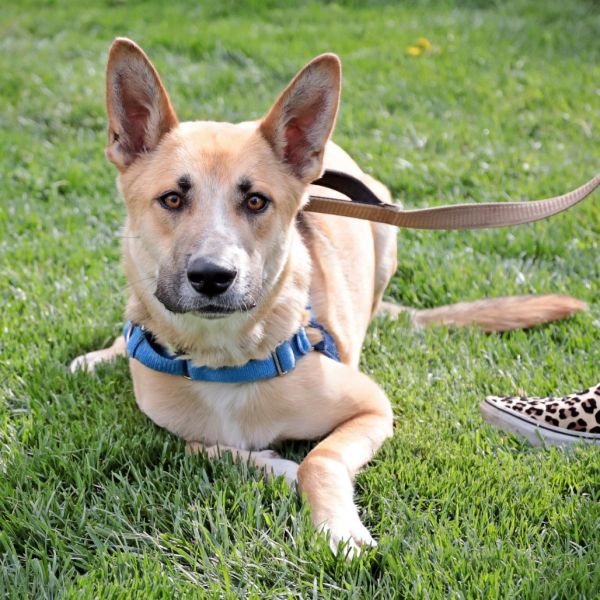 Pet Image