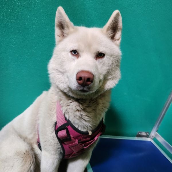 Pet Image
