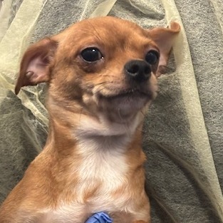 Pet Image