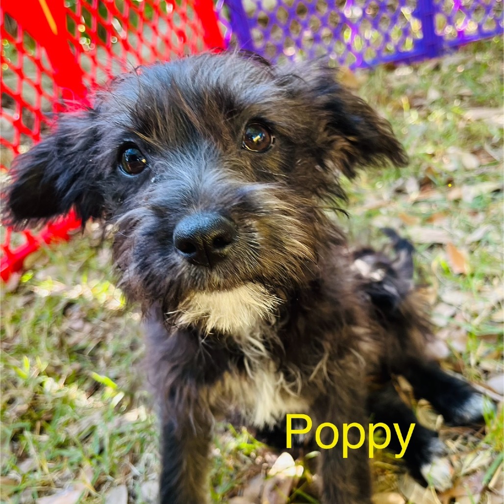 Poppy Blossom