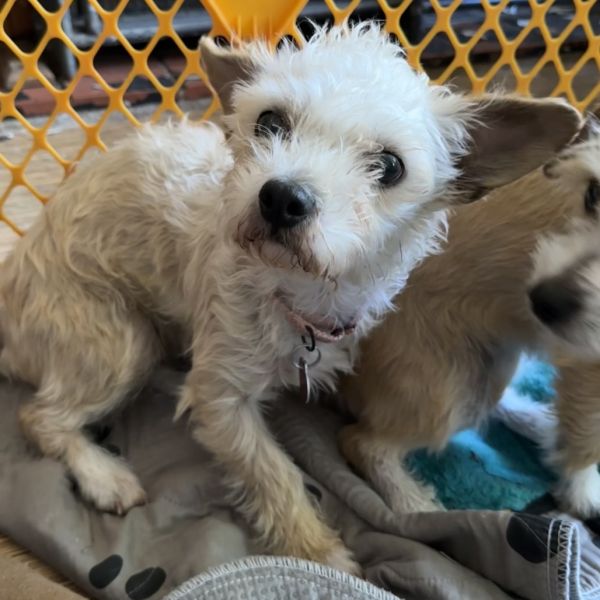 Ashley Bonded To Mary thumbnail 3