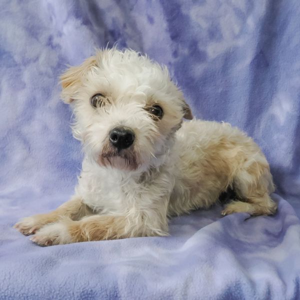 Ashley Bonded To Mary thumbnail 4