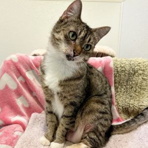 Luna is ready for her fresh start This beautiful 6-year-old tabby hasnt had the easiest go of it a