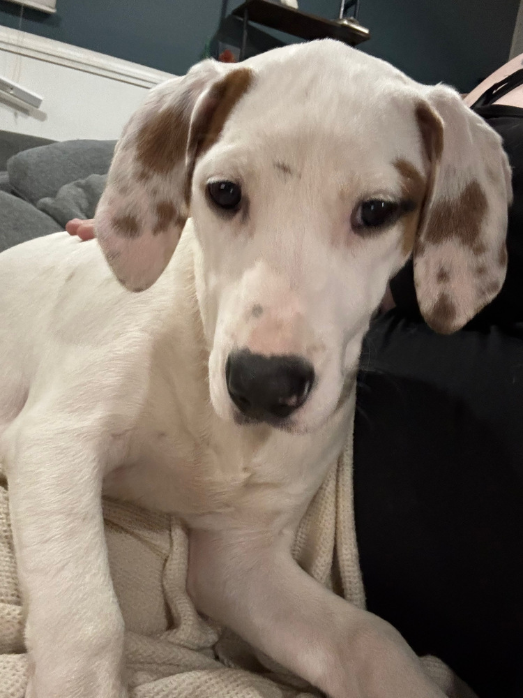 FFS : Demi (Lottie), an adoptable Setter, Mixed Breed in Aurora, IN, 47001 | Photo Image 1