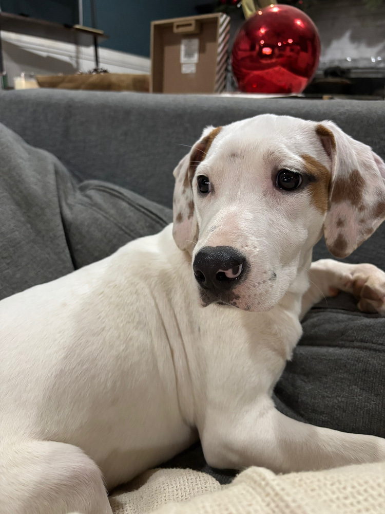 FFS : Demi (Lottie), an adoptable Setter, Mixed Breed in Aurora, IN, 47001 | Photo Image 2