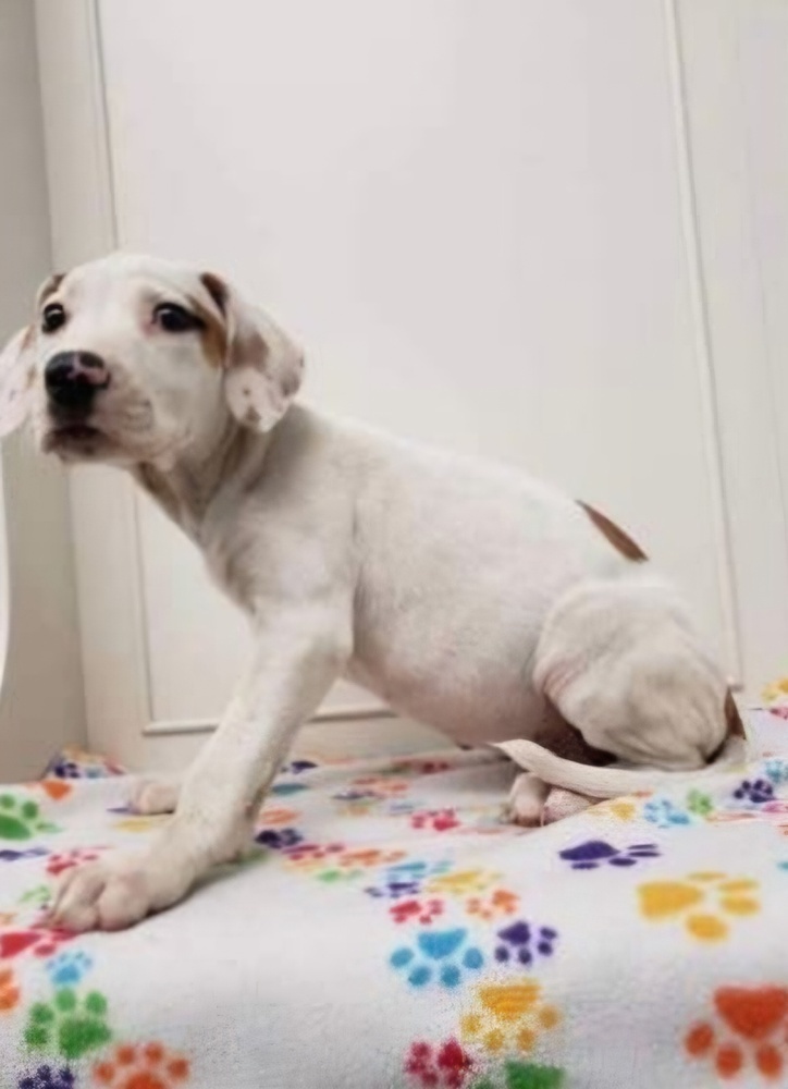 FFS : Demi (Lottie), an adoptable Setter, Mixed Breed in Aurora, IN, 47001 | Photo Image 3