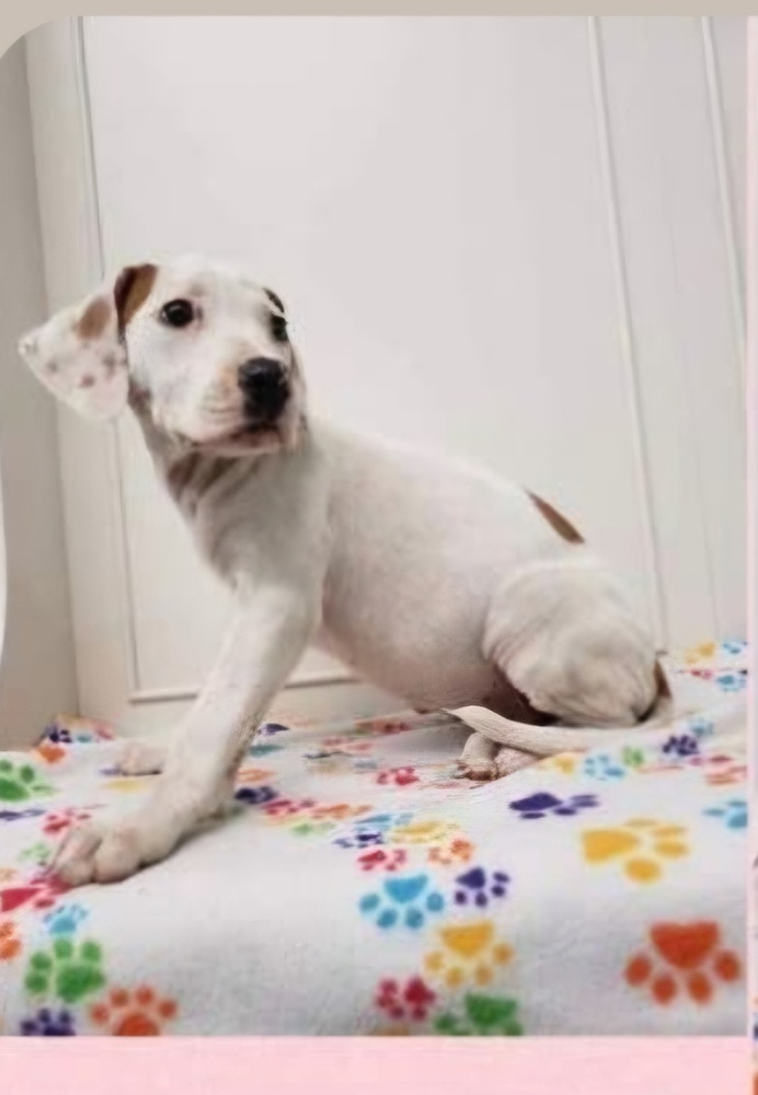 FFS : Demi (Lottie), an adoptable Setter, Mixed Breed in Aurora, IN, 47001 | Photo Image 4