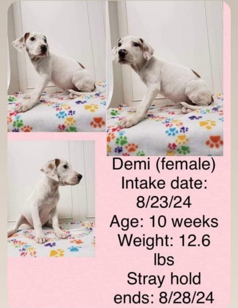 FFS : Demi (Lottie), an adoptable Setter, Mixed Breed in Aurora, IN, 47001 | Photo Image 6
