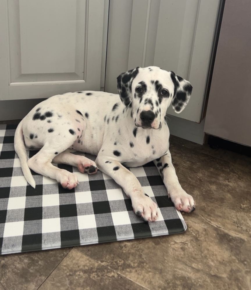 Dottie