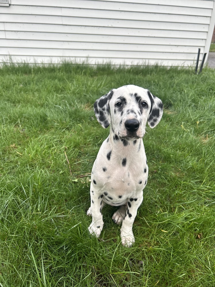 Dottie