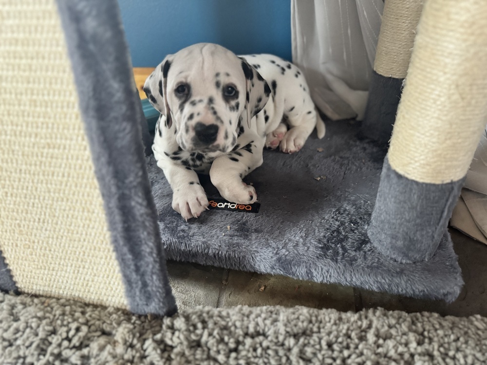 Wrinkles