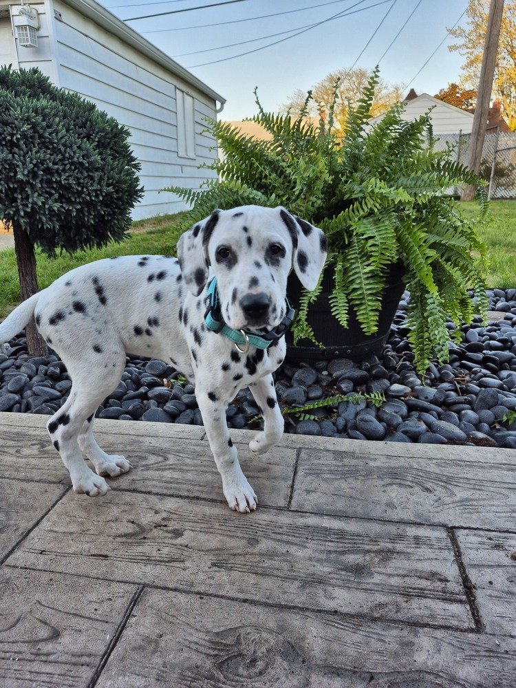 Vanilla Bean