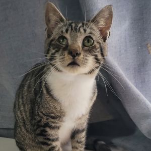 Tangerine Pafford-JP Domestic Short Hair Cat