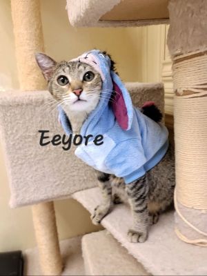 WISE BEYOND HIS YEARS DOB 4124 Honest and loyal somewhat pessimistic Eeyore is loved by everyone