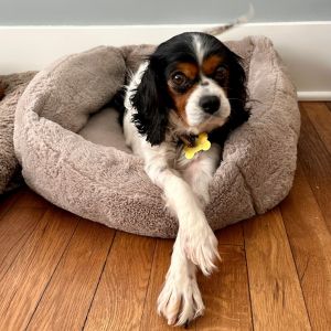 DUE TO HER MEDICAL ISSUES WE REQUIRE VET REFERENCES Trixie is a Cavalier King Charles Spaniel esti