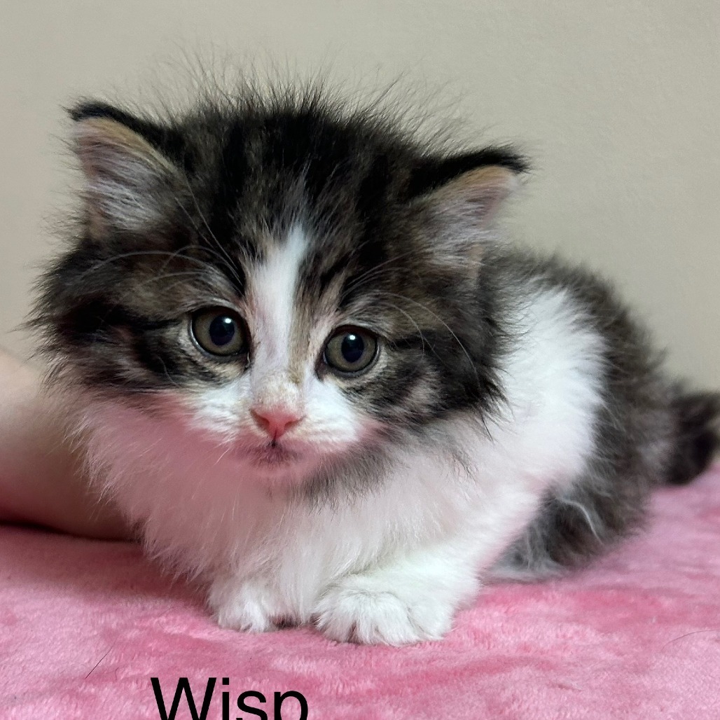 Wispy